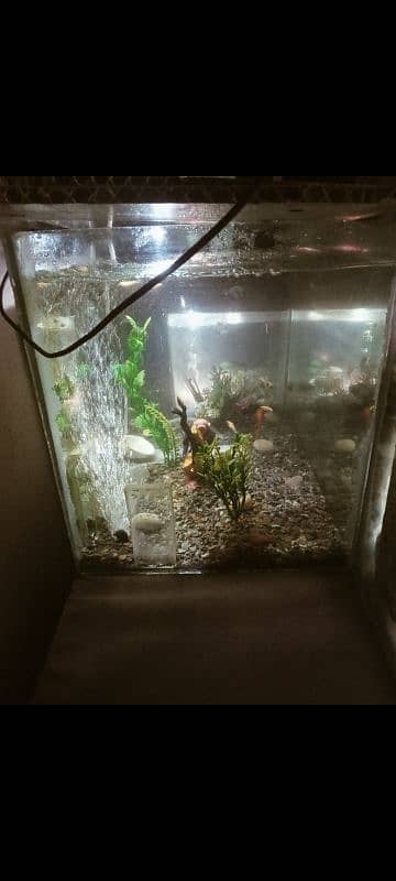 Very Go0d Condition 2 Aquarium For Sale Bigg Size And Small Size 4