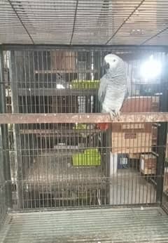 grey parrot breeder female