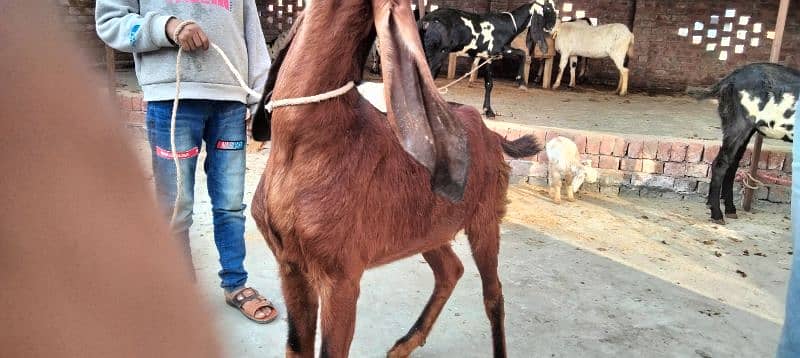 2 chugi nagri desi bakri 2