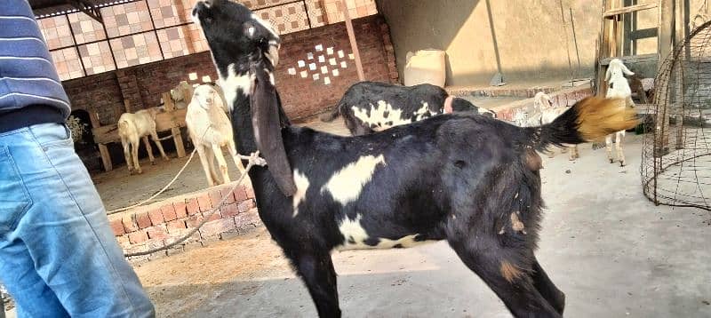 2 chugi nagri desi bakri 6