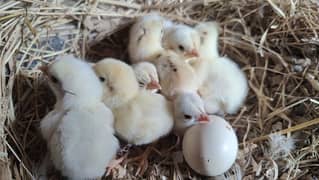 Hera Aseel Healthy and active 1 week. 2 week 1.5 month Chicks &Frt Egg