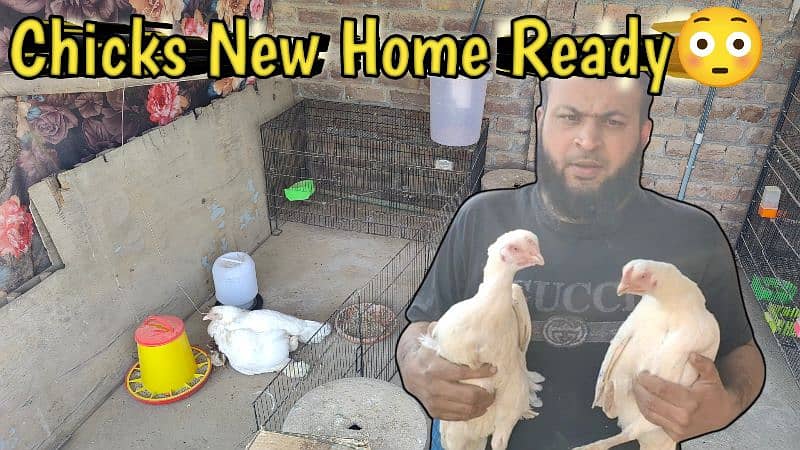 Hera Aseel Healthy and active 1 week. 2 week. 1.5 month Chicks &Frt Eggs 9