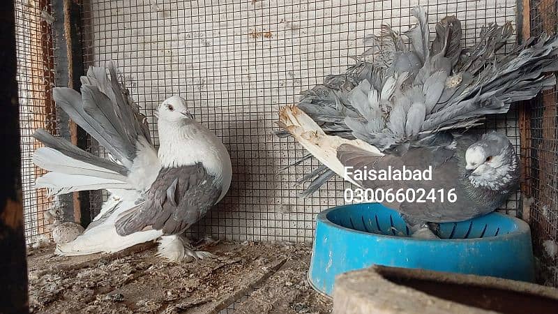 fantail pairs and aseel males 0