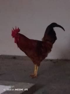 Golden Cock