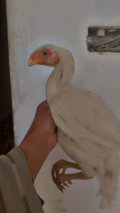 Parrot Beake cross female available