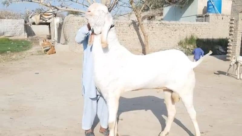 desi bakra for sale WhatsApp number 03494717204) 1