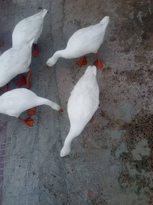 WHITE DUCKS LONG NECK 1