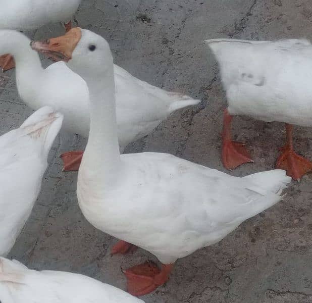 WHITE DUCKS LONG NECK 4