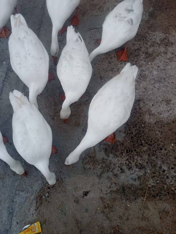 WHITE DUCKS LONG NECK 8