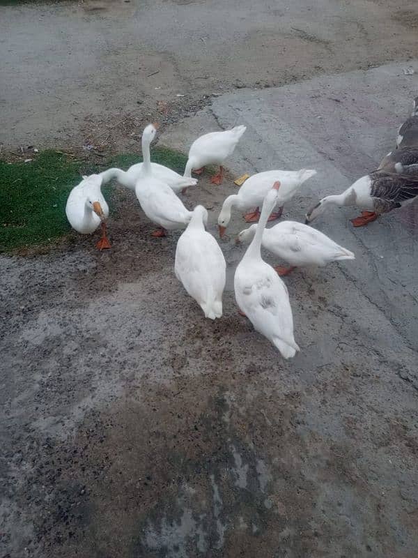 WHITE DUCKS LONG NECK 10