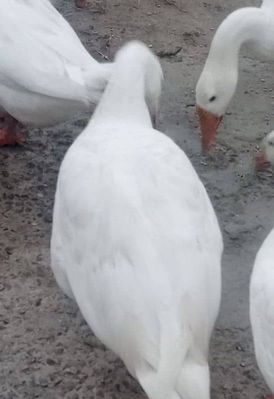 WHITE DUCKS LONG NECK 11