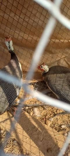 Guineafowl