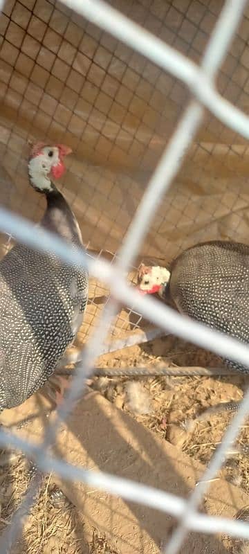 Guineafowl for sale Islamabad 1