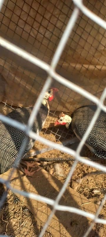 Guineafowl for sale Islamabad 2