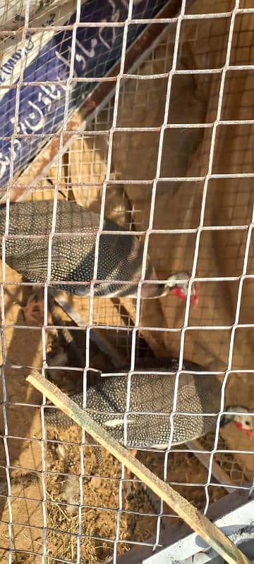 Guineafowl for sale Islamabad 3