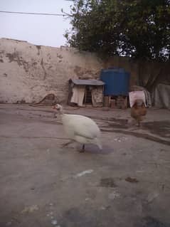 Guinea fowl white breeder male first read description carefully