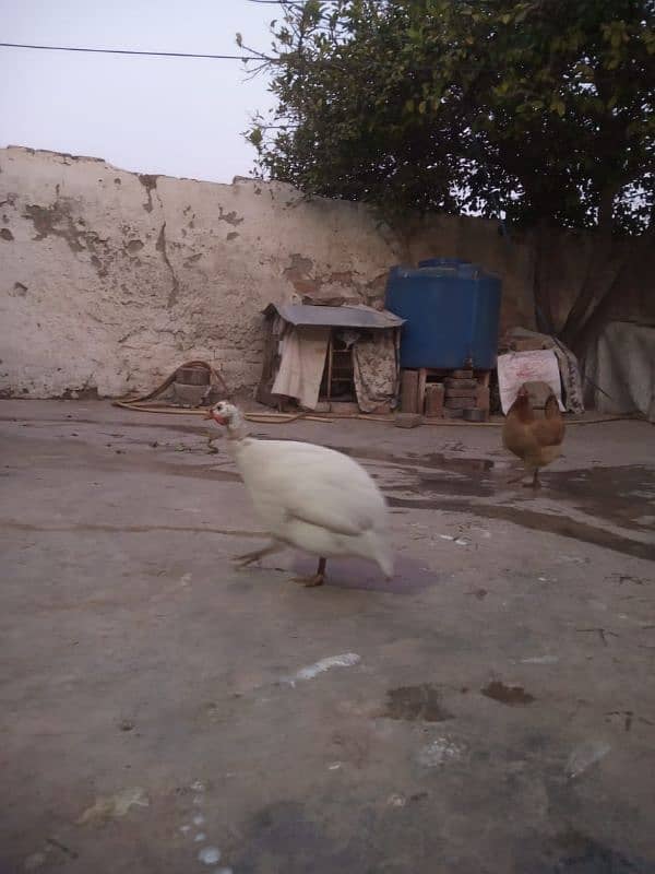 Guinea fowl white breeder male first read description carefully 0