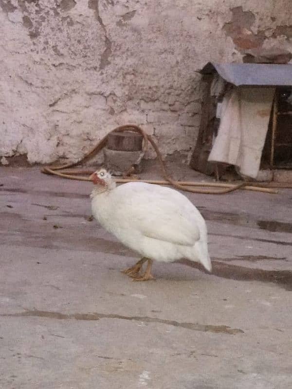 Guinea fowl white breeder male first read description carefully 1