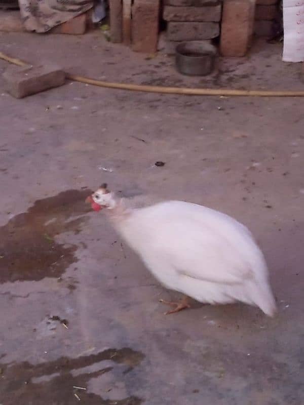 Guinea fowl white breeder male first read description carefully 2