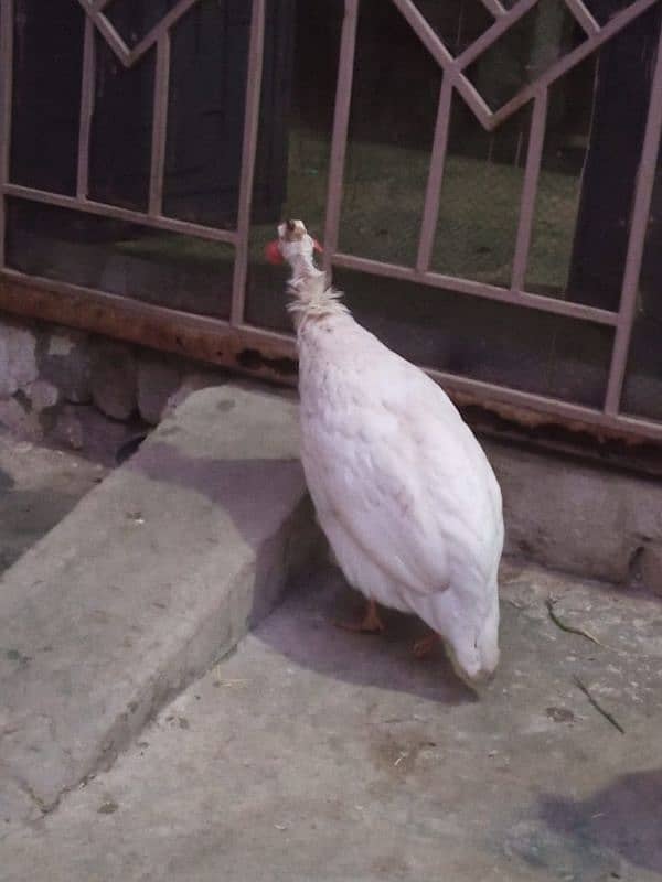 Guinea fowl white breeder male first read description carefully 4