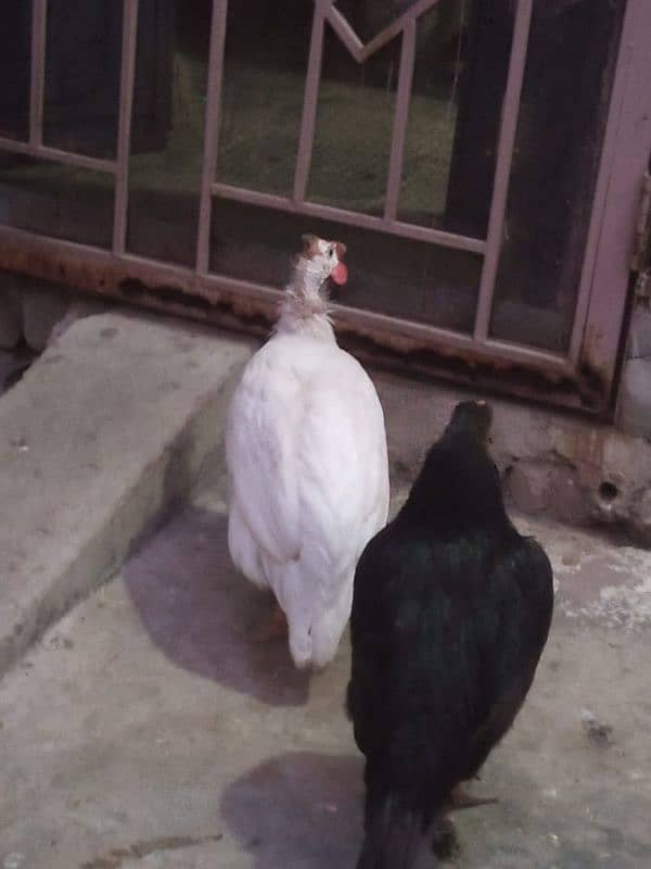 Guinea fowl white breeder male first read description carefully 5