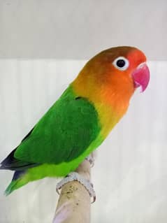 0327-0277654/Love Bird/Cage/Parrot/Cocktail/Fisher/Albino/Australian