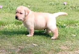 Labrador pedigree puppy imported Bloodline