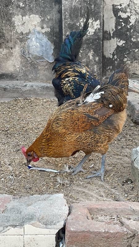 Desi Hens 3