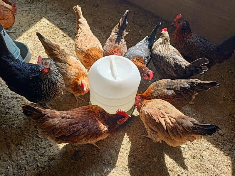 golden misri desi for sale Egg laying 27 female 1 male 0