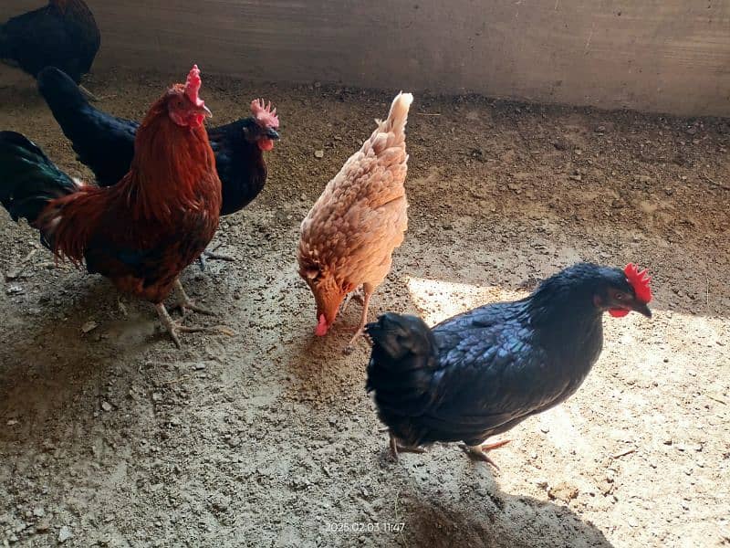 golden misri desi for sale Egg laying 27 female 1 male 1