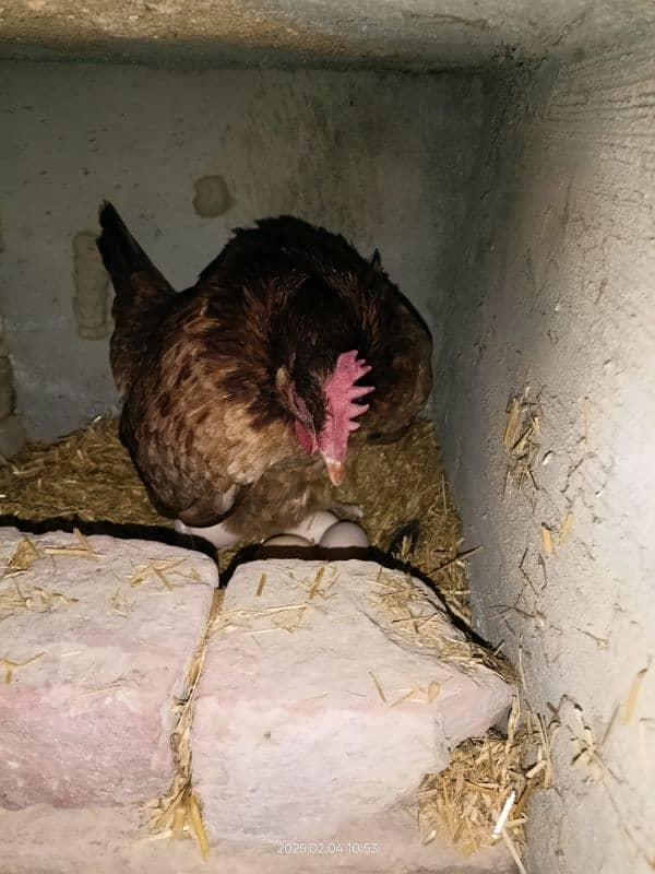 golden misri desi for sale Egg laying 27 female 1 male 2