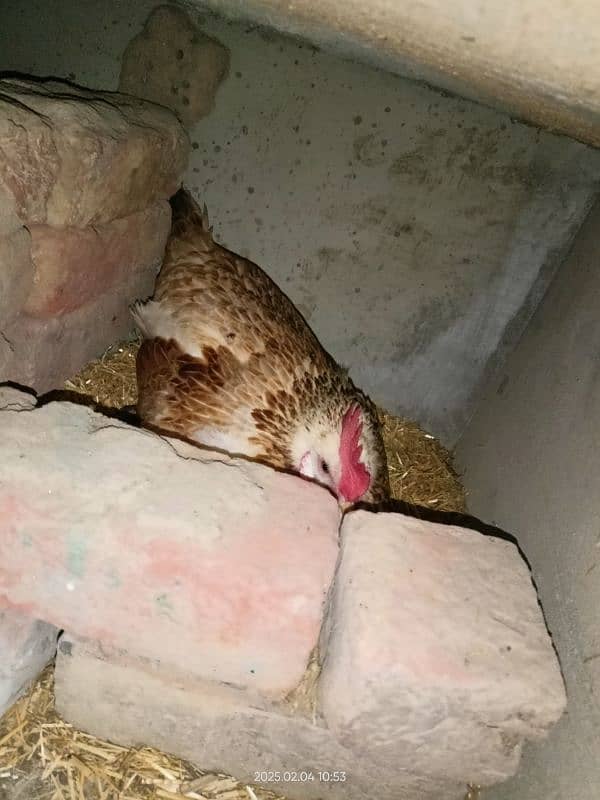 golden misri desi for sale Egg laying 27 female 1 male 3