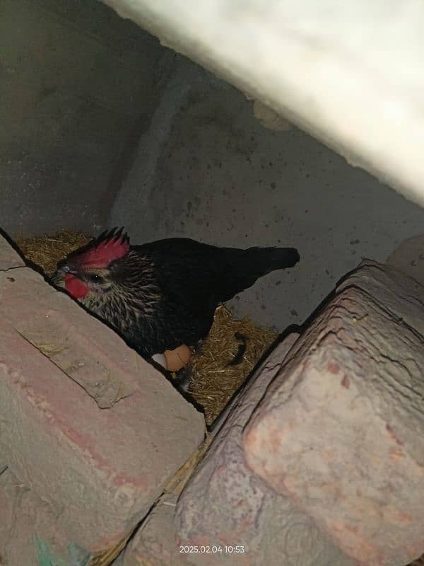 golden misri desi for sale Egg laying 27 female 1 male 4