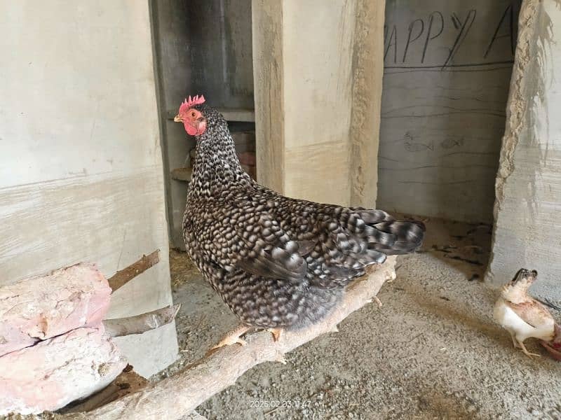 golden misri desi for sale Egg laying 27 female 1 male 5