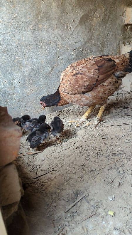 Aseel Murghi With Chicks For Sale 0