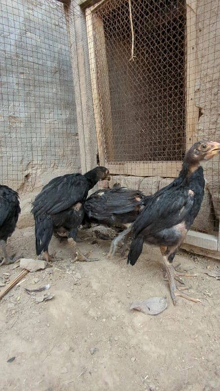 Aseel Murghi With Chicks For Sale 1