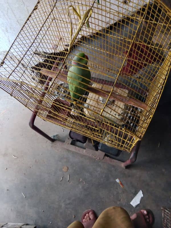 male parot 1