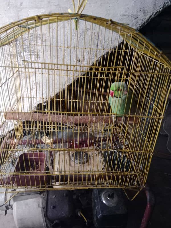 male parot 2