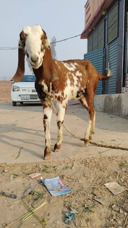 goat for sale female 1