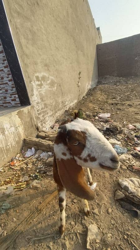 goat for sale female 2