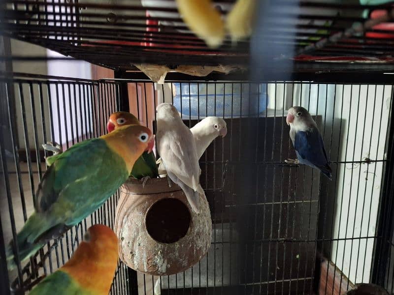 6 Pieces of Love Birds for urgent Sale 0