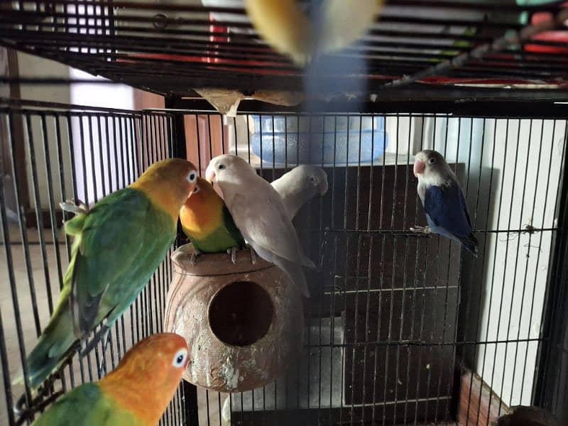 6 Pieces of Love Birds for urgent Sale 1