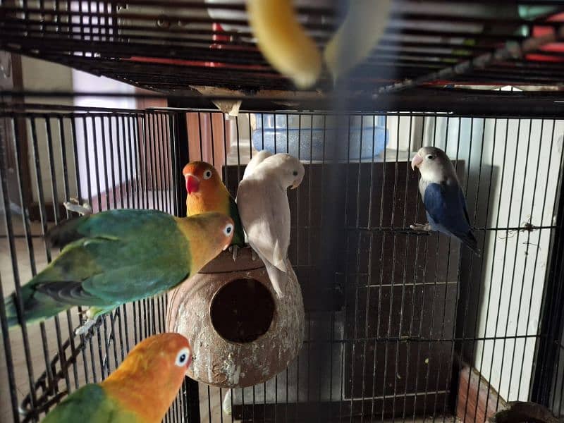 6 Pieces of Love Birds for urgent Sale 2