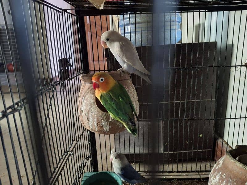 6 Pieces of Love Birds for urgent Sale 4