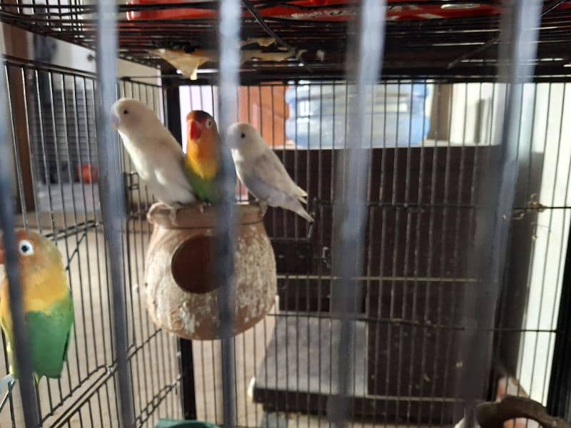 6 Pieces of Love Birds for urgent Sale 5