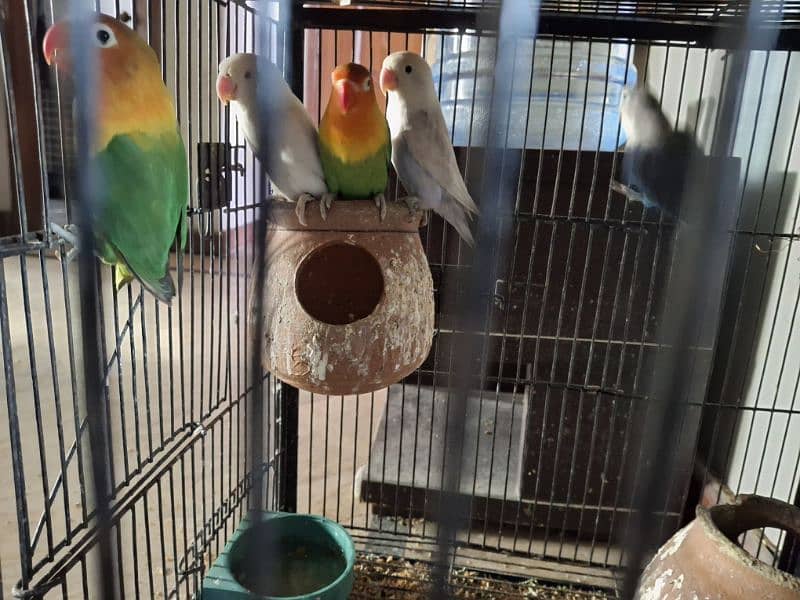 6 Pieces of Love Birds for urgent Sale 7