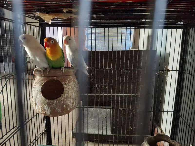 6 Pieces of Love Birds for urgent Sale 8