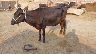 walayti cow for sale with baby