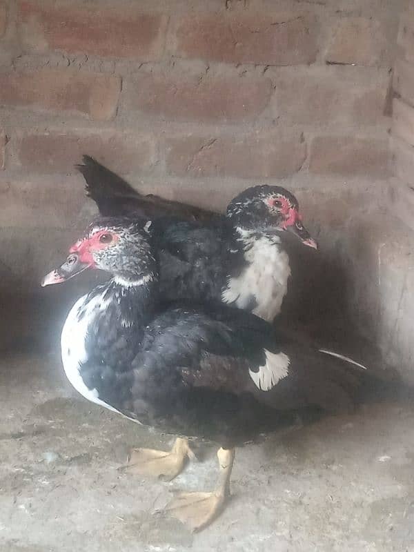 Muscovy Ducks 0