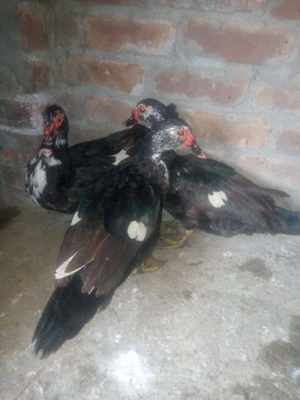 Muscovy Ducks 3